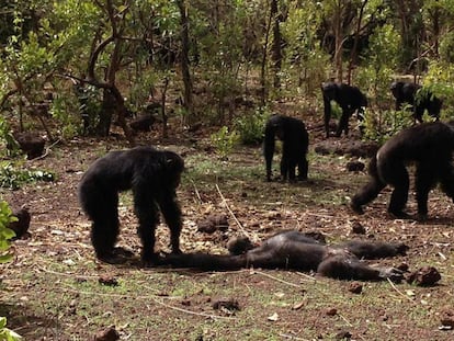 Vários chimpanzés examinam o cadáver de Foudouko.