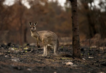 Un canguro herido con un joey en su bolsa cojea a través de matorrales quemados en Cobargo, el 9 de enero. Asociaciones de todo el mundo están tejiendo guantes y bolsas de tela para los marsupiales heridos o huérfanos.