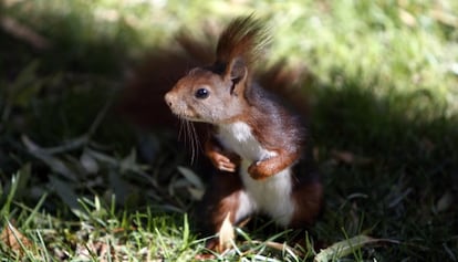 Una ardilla en el Retiro.