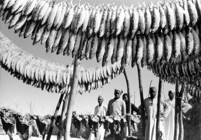 Centenares de comunidades en todo el mundo dependen en gran medida de la pesca. Al comienzo de la historia de la FAO, la mayoría de los pescadores del planeta se valían solo del viento y sus músculos. Una de las primeras recomendaciones fue instalar motores en las embarcaciones, para lo que se demostró que su compra se rentabilizaba fácilmente por el aumento de las capturas. Otro gran reto es mejorar los sistemas de conservación del pescado para evitar su desperdicio. La imagen muestra peces secándose al sol en Chad, en 1980. Además, en 1995 se consiguió sacar adelante un Código de Conducta para la Pesca Responsable, ratificado por 170 países con el objetivo de incluir criterios de conservación y medioambientales en la pesca. La acuicultura, una industria en crecimiento y que se revela como alternativa alimenticia en muchos lugares, cada vez ocupa más espacio en las preocupaciones. Hoy, más de la mitad del pescado para el consumo humano proviene de este sector.