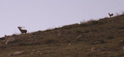 Un ciervo durante la berrea en los Montes del Parque Natural del Saja-Besaya en Cantabria.