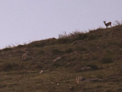 Un ciervo durante la berrea en los Montes del Parque Natural del Saja-Besaya en Cantabria.