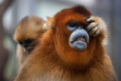 Un pequeño mono dorado de nariz chata de Sichuan juega con un adulto en el Ocean Park de Hong Kong. Este primate es endémico de una pequeña área de bosques montañosos del centro y suroeste de China.