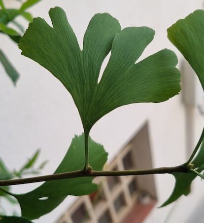 Detalle de una hoja de ginkgo muy partida.