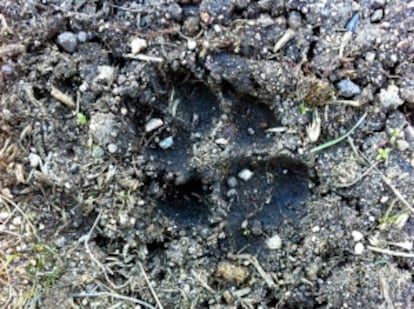 Huella de un lobo en la sierra madrileña.