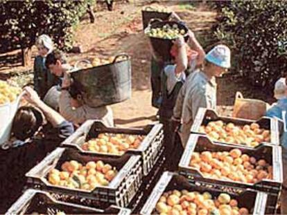 Trabajadores durante la recolección de la naranja en un huerto de La Plana.