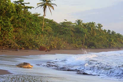 El desove de tortugas en el parque nacional de Tortuguero es uno de los momentos más mágicos del año en Costa Rica.