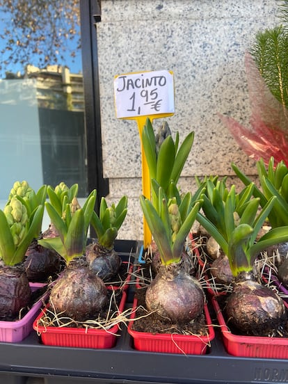 Jacintos forzados en vivero a punto de florecer, a la venta en una floristería de Madrid a finales de diciembre.