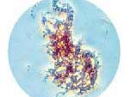 El científico sospechoso de los envíos de ántrax se querella contra el Gobierno de EE UU