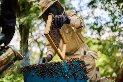 Abejas en uno de los panales de Isaac y  Esther Habyarimana, el pasado 11 de abril.