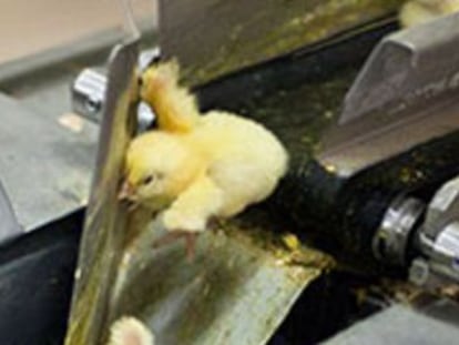 Igualdad Animal reclama que España, donde se machacan 35 millones de pollitos al año, aplique la medida gala