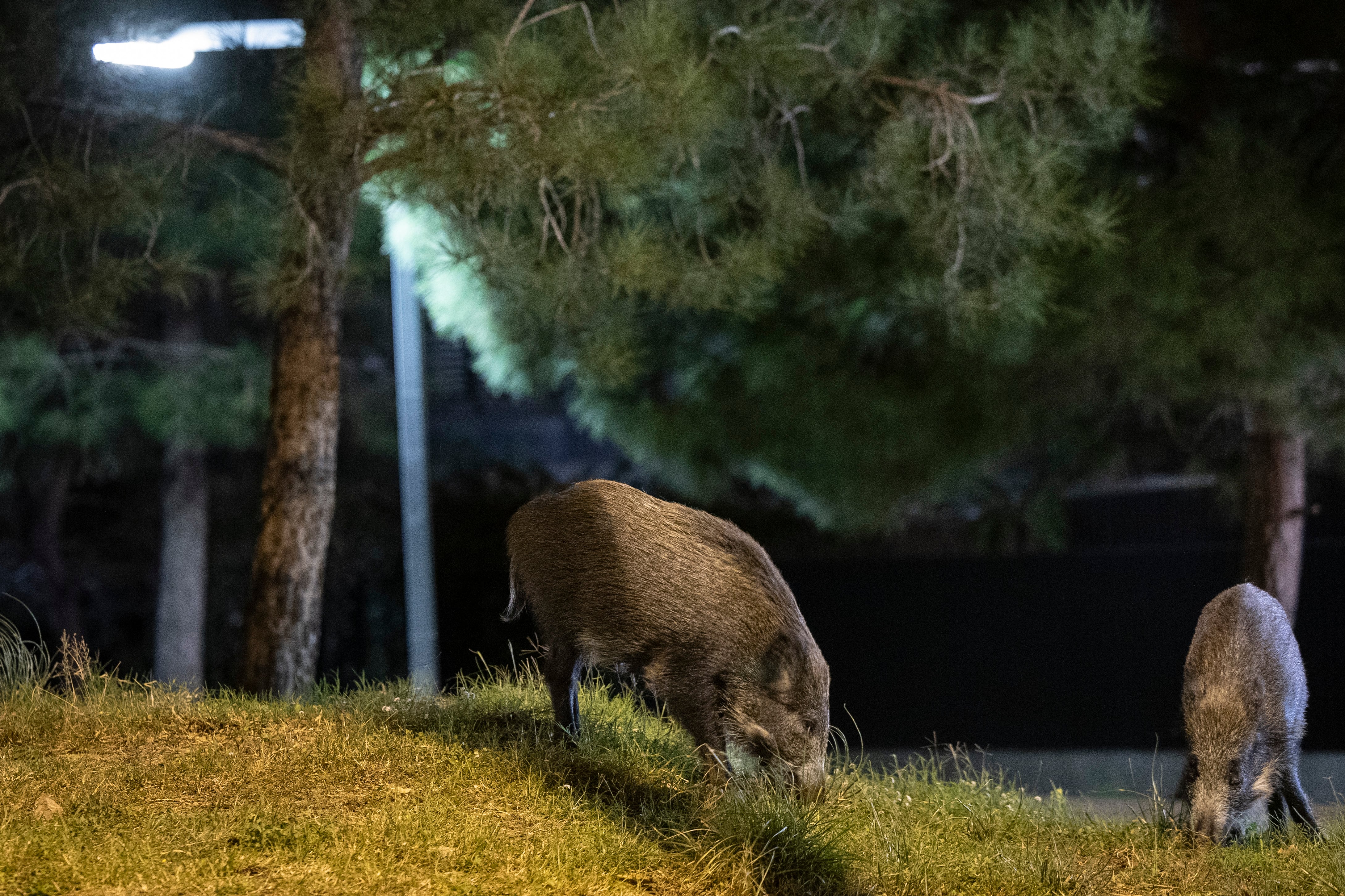 Начинается расследование утечки вируса африканской чумы свиней