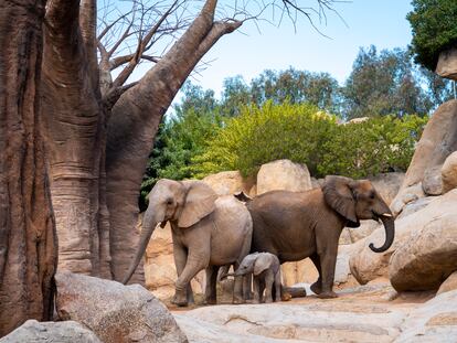 'Makena' cumple seis meses y comienza a explorar el bosque de baobabs y el lago de los elefantes de Bioparc Valencia, donde nació.
