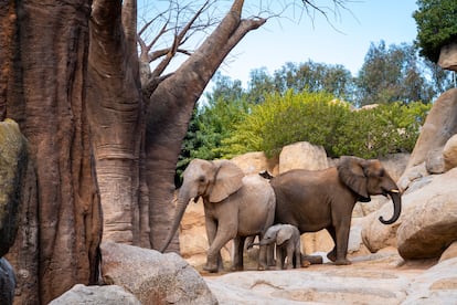 'Makena' cumple seis meses y comienza a explorar el bosque de baobabs y el lago de los elefantes de Bioparc Valencia, donde nació.