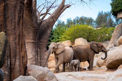 'Makena' cumple seis meses y comienza a explorar el bosque de baobabs y el lago de los elefantes de Bioparc Valencia, donde nació.