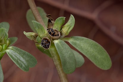 La verdolaga produce miles de pequeñas semillas que pueden esperar muchos años para germinar.