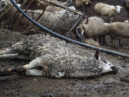 Una ovella morta a la granja de Lliçà d'Amunt.