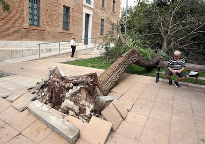 La tormenta del domingo ha derribado más de 300 árboles de Aranjuez, algunos de ellos centenarios y "singulares", según la alcaldesa Cristina Moreno (PSOE). En la imagen, un árbol en la plaza de la Iglesia de Alpajes, donde más de la mitad de los ejemplares habían sufrido daños.