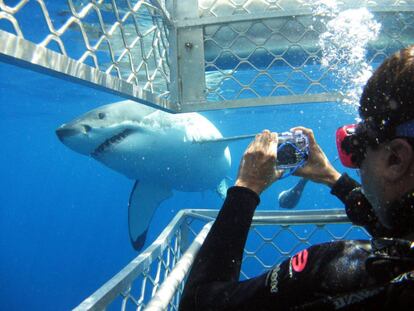 Un submarinista fotografia un gran blanco en el sur de Australia