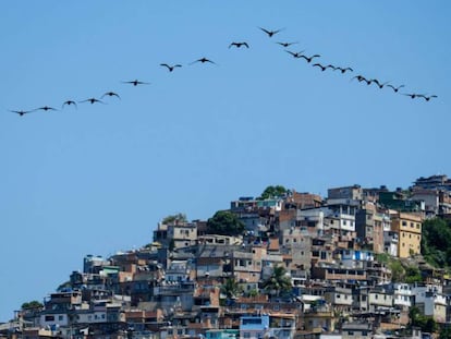 una bandada de pájaros sobrevuela una favela en la ciudad de Río de Janeiro, Brasil, el 10 de abril de 2015.