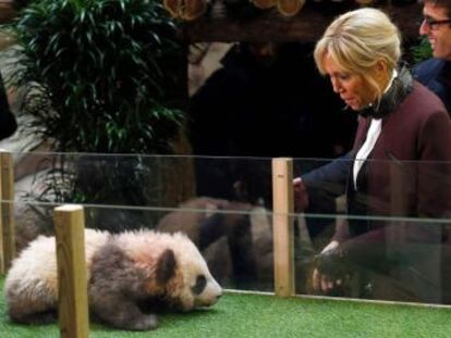 Fiel a la  diplomacia del panda , la primera dama bautiza al primer osezno de esta especie nacido en Francia