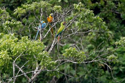 Guacamayas azul y amarillo  junto a guacamayas verdes en la copa de un árbol. 