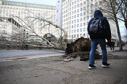 Un árbol derribado por el viento, cerca de la estación de Waterloo, en Londres, mientras la borrasca 'Eunice' arrasa el Reino Unido.