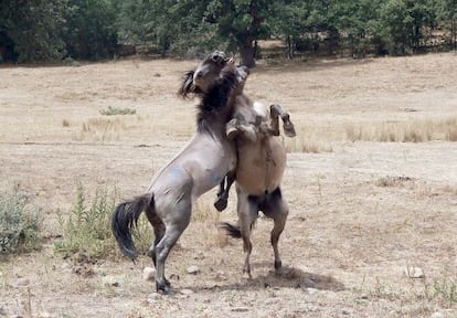 Caballos salvajes se pelean en la reserva animal de Paelolítico Vivo en Salgüero de Juarros (Burgos).