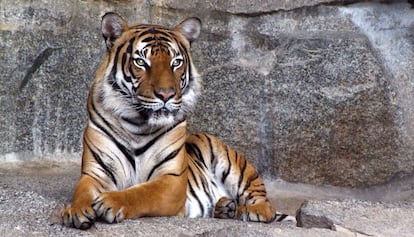 Un tigre en una imagen de archivo.