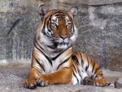 Un tigre en una imagen de archivo. 