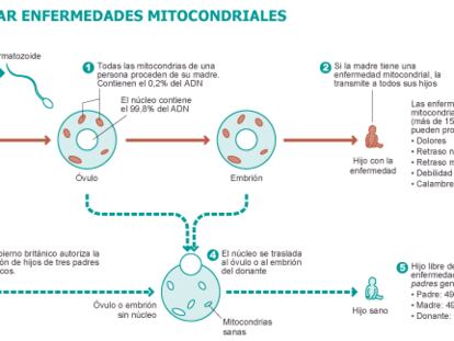 El Gobierno británico da luz verde a la creación de hijos de tres ‘padres’ genéticos
