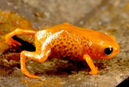 Entre las hojas secas del suelo bosque de la Serra do Araçatuba, en el estado de Paraná, a veces se atisba el brillo naranja de 'Brachycephalus leopardus', una de las ranas más pequeñas del mundo.