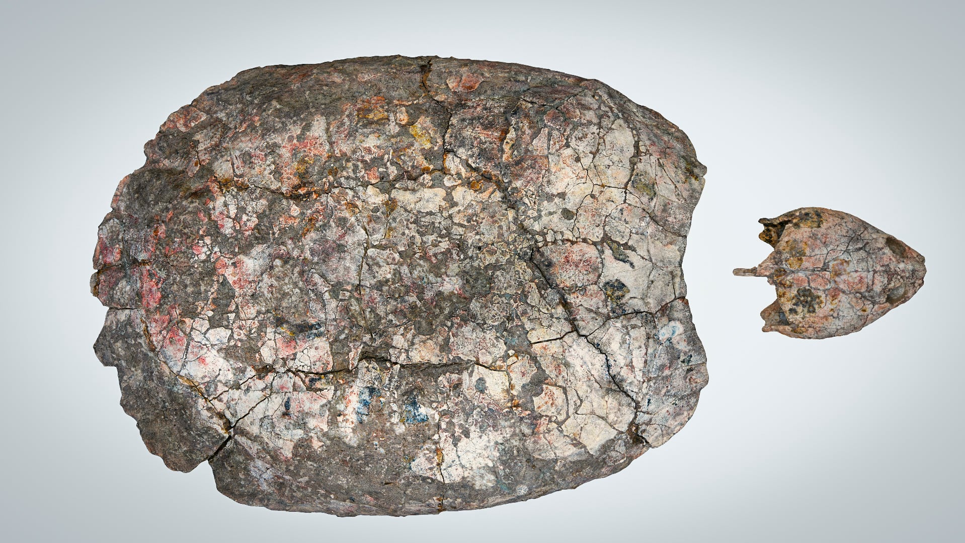 ‘Shakiremys colombiana’ , el nuevo género de fósil de tortuga nombrado en honor a la cantante