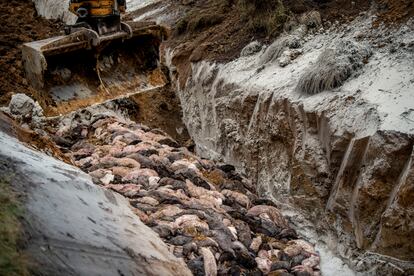 Decenas de visones sacrificados por las Fuerzas Armadas danesas, el 9 de noviembre de 2020 cerca de Holstebro.