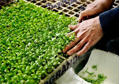 El agricultor con unos brotes para plantar.