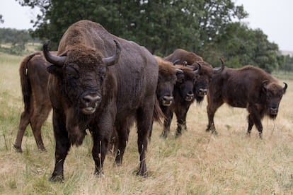 Manada de bisontes en la finca de Alberto Herranz. 