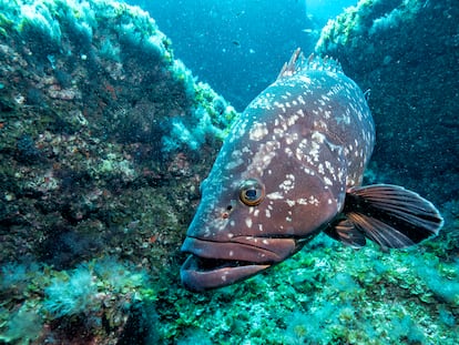Un ejemplar de mero fotografiado en El Bajón, una conocida zona de buceo frente a La Restinga, en la isla de El Hierro.