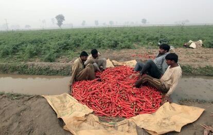 Agricultores lavan zanahorias en un río contaminado durante la temporada de cosecha, en una granja en las afueras de Faisalabad (Pakistán).