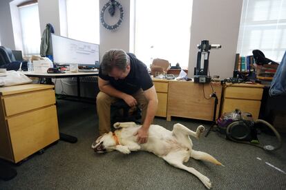 Tras más de dos años de pandemia, miles de trabajadores canadienses han regresado a las oficinas y han llevado a sus mascotas de compañía. 