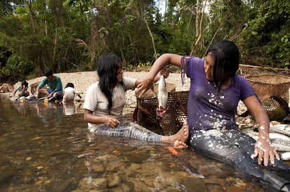 Después de limpiar los peces, Indira y su familia los ponen en sus chalos para llevarlos hasta su casa, cocinarlos y también ahumarlos. Cada familia pesca alrededor de cien o doscientos peces. Hay algunos casos de familias que con mucho ahínco llegan a pescar más de trescientos peces en un día. 