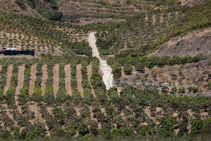 Plantaciones de aguacates en la Axarquía, en la provincia de Málaga.