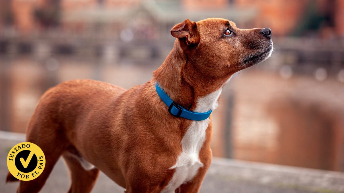 Un collar para cada necesidad: estos son los modelos para mascotas que más nos han convencido
