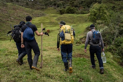 Guías locales y visitantes transportan en sus morrales pequeños frailejones de camino al Páramo de Santa Inés.