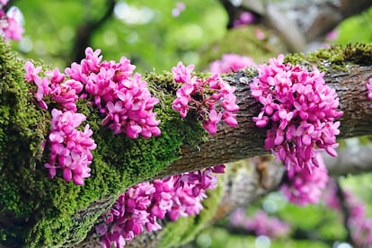 Muchas flores brotan de la misma corteza del árbol.