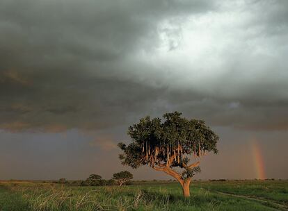 La sabana de Garamba, con un típico árbol salchichón en primer plano, en un atardecer de tormenta.