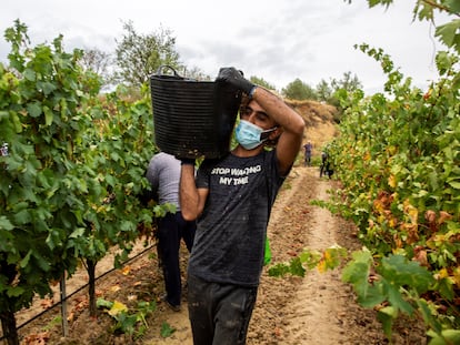Temporeros trabajando en la vendimia en la localidad de Lapuebla de Labarca, en la Rioja Alavesa.
