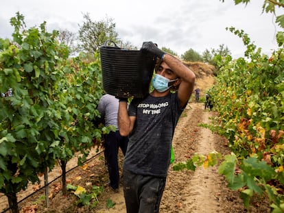 Temporeros trabajando en la vendimia en la localidad de Lapuebla de Labarca, en la Rioja Alavesa.