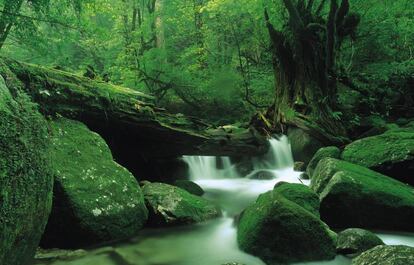 Reserva de la Biosfera Yakushima