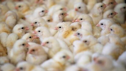 El conflicto con España dispara el precio del pollo en Argelia
