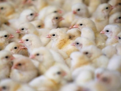 El conflicto con España dispara el precio del pollo en Argelia